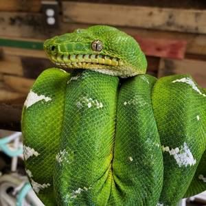 Meet your Posher, Scott